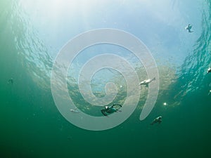 Razorbill, Alca torda. St Abb\'s Head & Eyemouth. Diving, Scotland