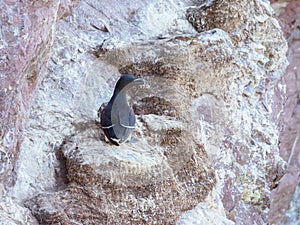 Razorbill, Alca torda. St Abb\'s Head, Scotland