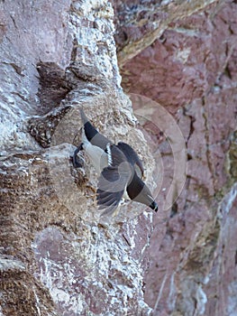 Razorbill, Alca torda. St Abb\'s Head, Scotland