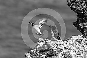 Razorbill, Alca torda, trying to land on rock in high winds