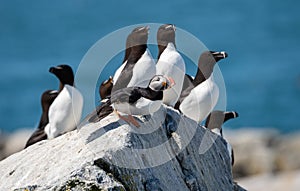 Razorbill and Altantic Puffin on Rocks