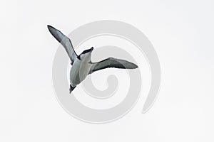 A Razorbill auk, seabird, Alca torda, in flight. Cutout.