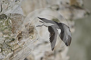 Razorbill caught in midflight as flies of off a cliff edge