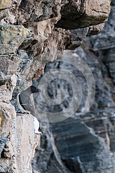 Razorbill on cliff at Whaligoe  in Scotland