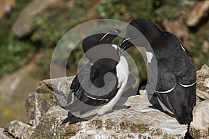 Razorbill on Great Saltee Island, Ireland.