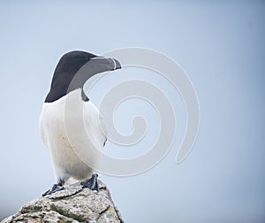 A razorbill perched on a rock along the Irish coast . Ireland