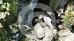 The razorbill, razor-billed auk, or lesser auk is a North Atlantic colonial seabird