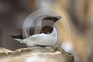 Razorbill sitting on rock