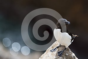 Razorbill standing on rock of coastal cliff