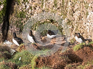 Razorbills Alca torda  on the cliff edge on the Isle of May