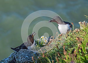 Razorbills - Alca torda on Bempton Cliffs, Yorkshire