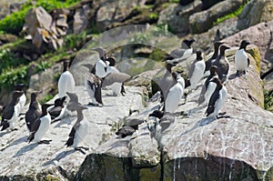 Razorbills