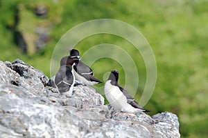 Razorbills group