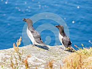 Razorbills in Handa island in Scotland