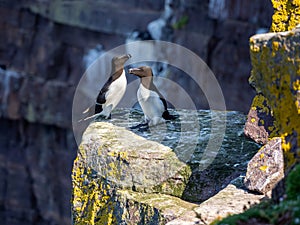 Razorbills in Handa island in Scotland