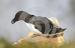 A razorbills looking over a cliff edge ready to fly