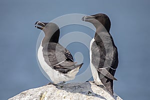 Razorbills on Machias Seal Island