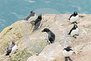 Razorbills standing on the cliffs of Skomer Island Pembrokeshire West Wales UK