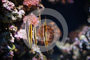 Razorfish Aeoliscus strigatus fish in sea