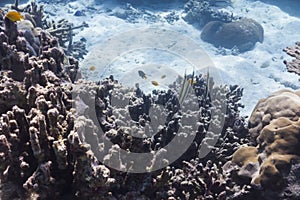 Razorfish at Surin island