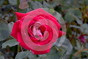 Razzle Dazzle Red Rose 02