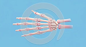 Human Hand Bone Structure: 3D Render