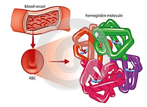 RBC and hemoglobin molecule photo