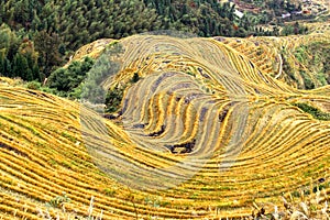 Rce terraced fields of Wengjia longji Longsheng Hunan China