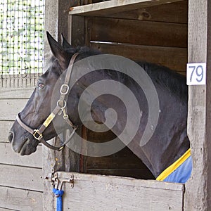 RCMP Musical Ride Horse