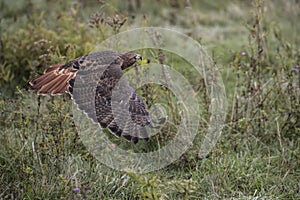 Rd Tailed Hawk