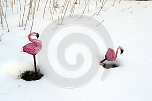 We`re not in florida any more.  flamingos waiting for spring sitting in the snow