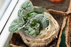 Re-seedling of Beijing cabbage in peat containers