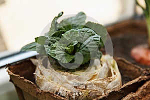Re-seedling of Beijing cabbage in peat containers