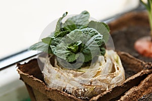 Re-seedling of Beijing cabbage in peat containers
