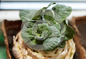 Re-seedling of Beijing cabbage in peat containers