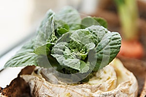 Re-seedling of Beijing cabbage in peat containers
