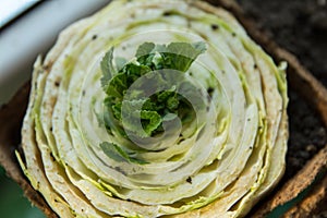 Re-seedling of Beijing cabbage in peat containers