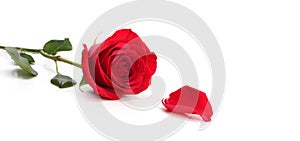 Rea rose flower on white horizontal long background photo