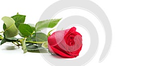 Rea rose flower on white horizontal long background photo