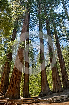 `Reach For The Sky`, Six Giant Sequoia trees, Merced Grove, Yosemite Nat`l. Park, CA