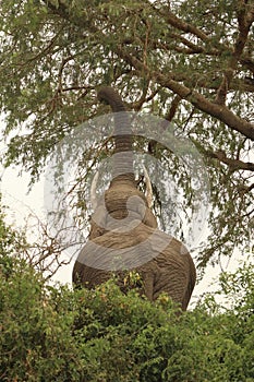 Reaching African Elephant