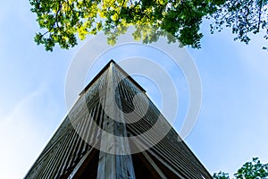 Reaching for the sky or the top of the tree