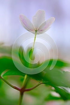 Reaching for the sky, wild wood anemone full of expectations