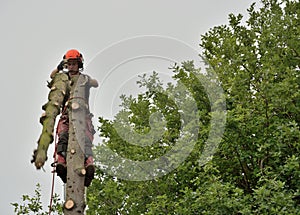 Reaching the top, professional lumberjacker at work