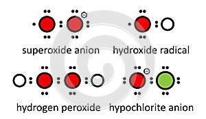 Reactive oxygen species (ROS): superoxide anion, hydroxide radical, hydrogen peroxide and hypochlorite anion. Lewis electron dot photo