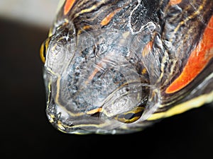 Read eared terrapin turtle