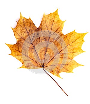 Read Single Colored Fall Leaf on a White Background photo