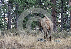 Read view of Large Elk in the Rocky Mountain National Park