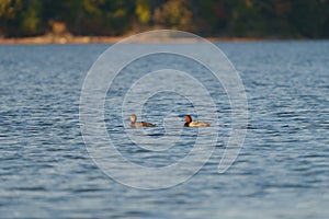 Readhead resting in lakeside