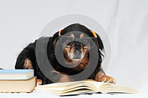 Reading Dog